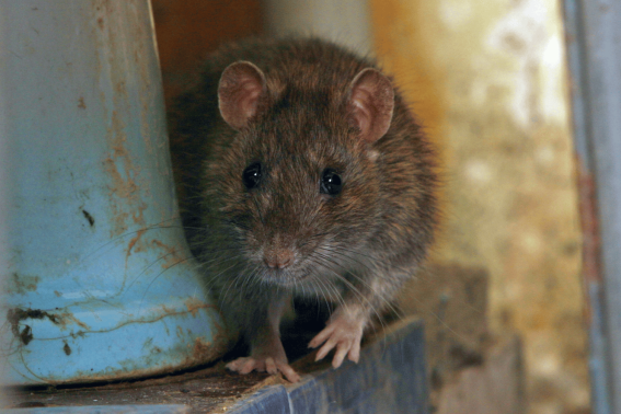 Pest Control Services